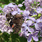 Red Admiral Butterfly