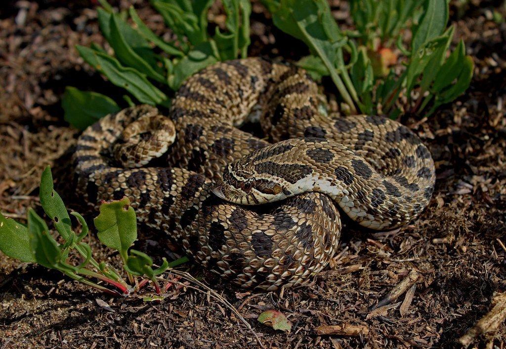 Image result for western hognose snake in the wild