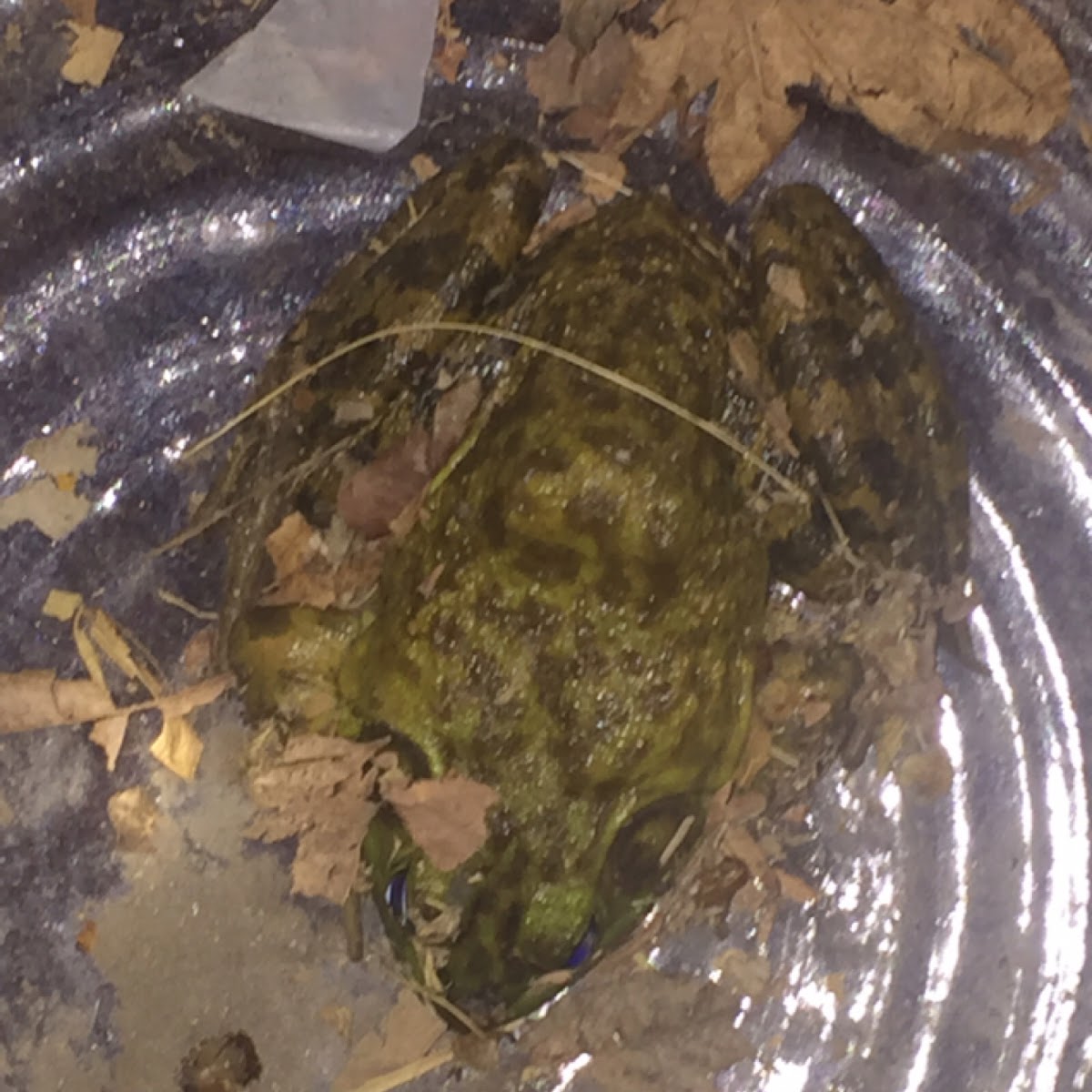 American Bullfrog