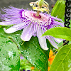 maypop (Passionflower)