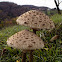 The parasol mushroom