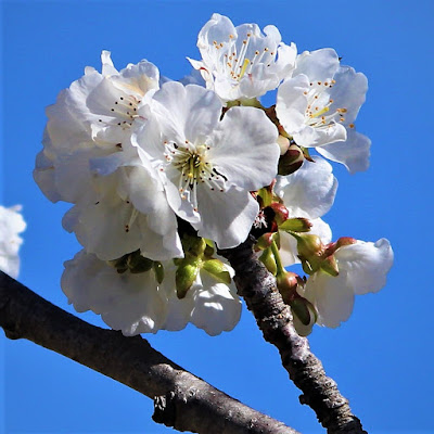 il mandorlo in fiore fiorisce solo in primavera di Gero