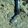 Hammerhead Flatworm