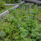 Mountain Lupine