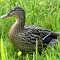 Item logo image for Grass duck on grass field