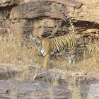 Bengal Tiger