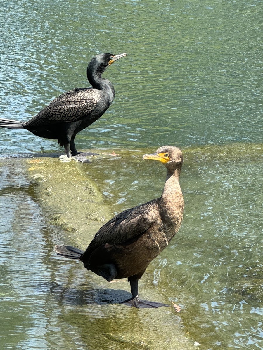 Double-Crested Cormorant