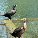 Double-Crested Cormorant