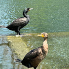 Double-Crested Cormorant