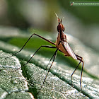 Banana Stalk Fly