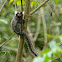 Common Marmoset