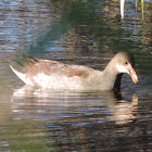 Common Gallinule    Juvenile