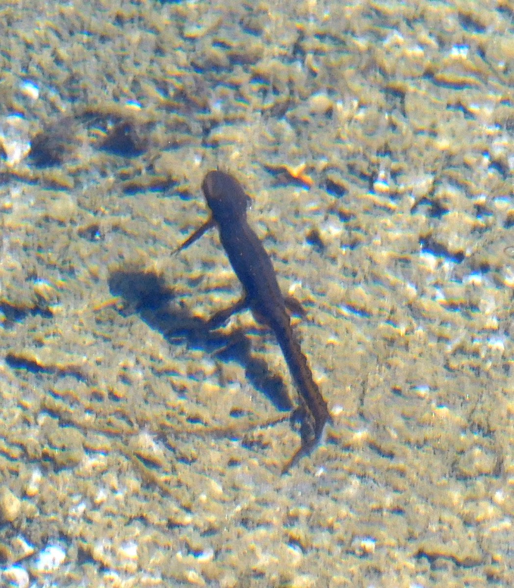 Eastern Newt