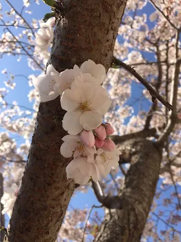 あの桜の木の下で