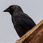 Jackdaw