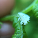 Jagged Ambush Bug