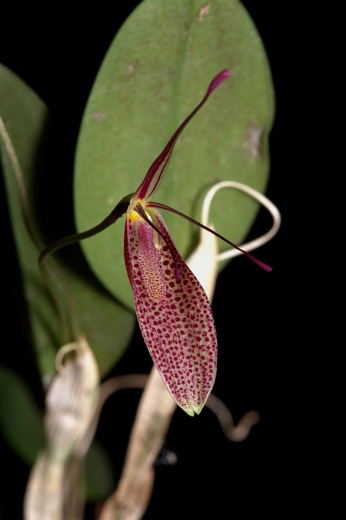 Restrepia elegans  CsTKJWcwwekgeq3JVeHhYZWk-vZUM7UbqlAPy7I8Lto7E9z6oSRH60TuMIPxqcuO2s_t6s_6uq9UDTvlQKokFmToGU3RVFkg42_7LqeSvYPbrTXOiEAOEqmpL_nr1532DYV4exlTZhvuhnqX5VqUQh0UjB4j4lk4hcOCJwfF5YehO-VkPYSlPb3ih__F2haCiVrZahDWqXShq-C2_48SmnfpZogjrly0123RNvHfSYXsqB4MwV_bgJEOiR3zWSFyEocRLrgdUDQ3demaBChkQb_oZ0PEFBaeX9__tDwgw2kn4akGZk9G_G_QRYfI7ct2sreKdXPstPACEKod6CJlBHH29XJ0pCjhnbbI9ZAJn1si42zvf1hFwarT7SiGCKmCn2dFCd63jkPDdxoh_UMOZFseexP3peyvf5XRqGyVTPmbURRNkJiHnocDtZdBywno-DAntBP6GL2zyXe_ZTWqBRaHhP-BmQX7en2MEtlXBR7tyxDn1uMFbAWKCGOAd75pGxoLB8wBLRE04OscfiQrgn01eRUhrBjy9JCTLhH1rLcsc020b7ndHUF1URER0j-RxQEO3QnG6TYVUwFeUo2aig1Vpi1fbTiWwiTONeRdSEAaJT9dENc_gEliC0jfmXbGHshY1EX4aVE-qBbrpWsMSCcYLv9pd-KlVousT3DfcQ=w714-h1071-no