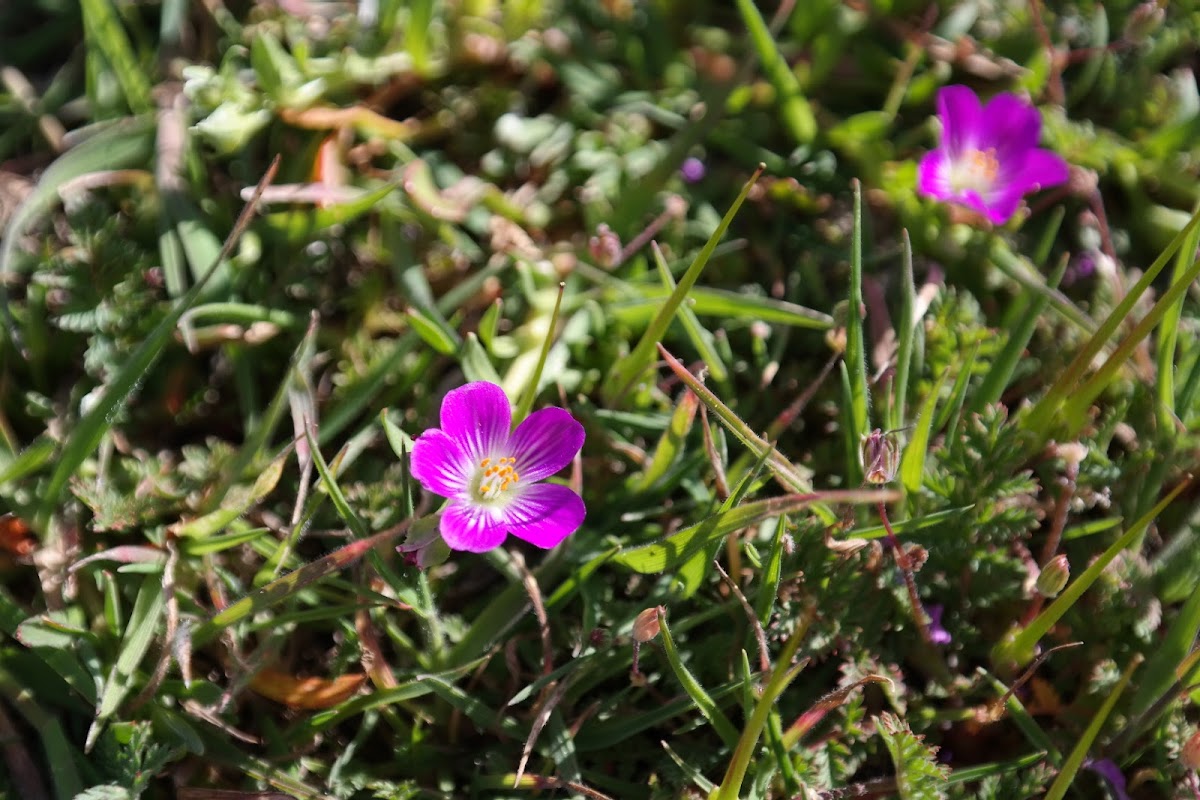 Brewer Calandrinia (Red Maids)