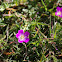 Brewer Calandrinia (Red Maids)