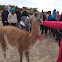 Guanaco