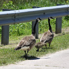 Canada Geese Goslings