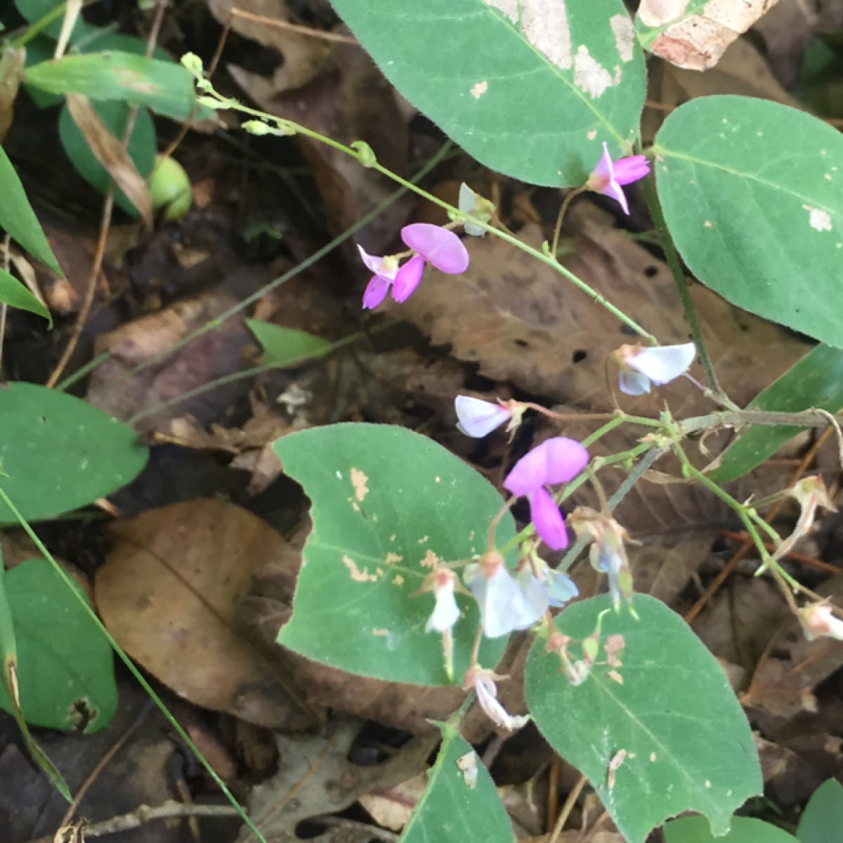 Round-Leaved Tick Trefoil, Round-Leaved Trailing Tick-Trefoil