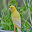 Canary Bird Sounds Download on Windows