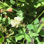 White Clover