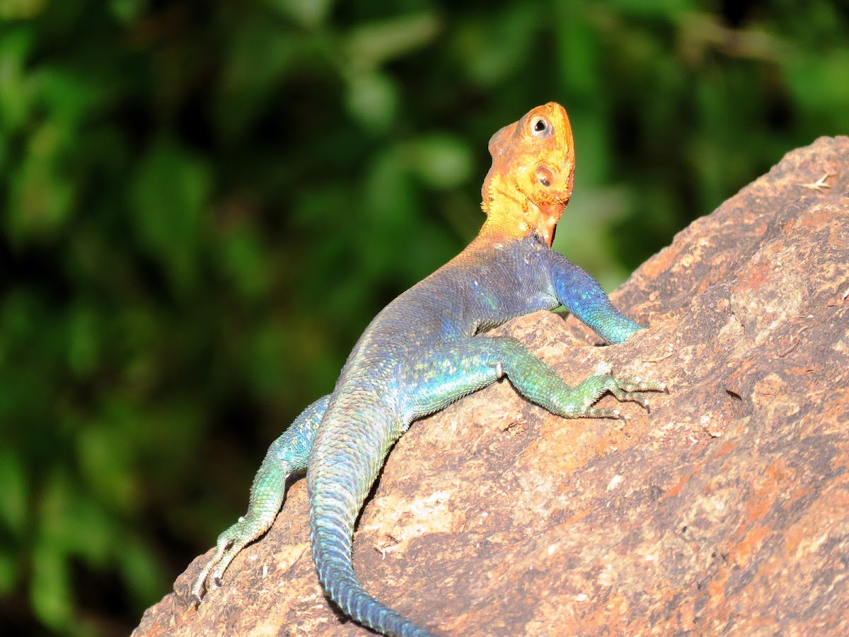 Kenyan Rock Agama