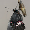 Ruby-spotted Swallowtail or Red-spotted Swallowtail