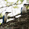 Collared Kingfisher