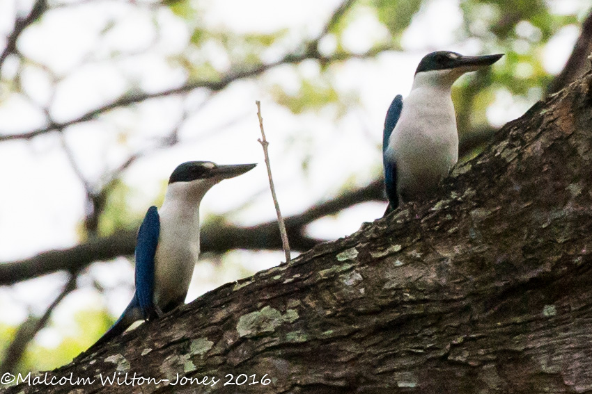 Collared Kingfisher