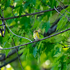 American Goldfinch