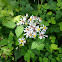 Calico Aster