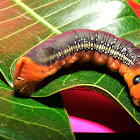 Oleander Hawk moth Caterpillar