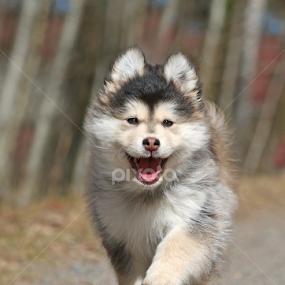 Porn Finnish Lapphund - Mia Ikonen's Profile - Kuopio, FI15, FI | Pixoto