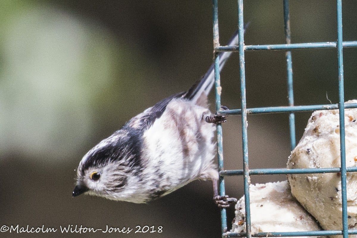 Long-tailed Tit