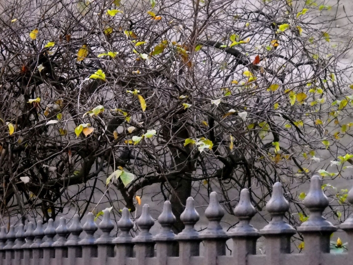 Grigio autunno di kaale