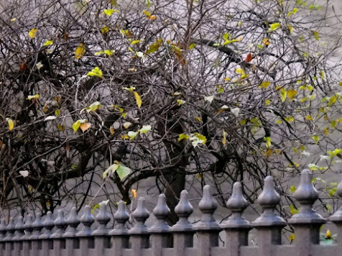 Grigio autunno di kaale