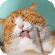 Animal Funny Video  Icon