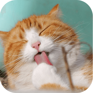 Animal Funny Video da Most Useful Apps para Android acaba de chegar ao Google Play 2