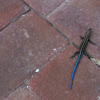 Blue tailed skink