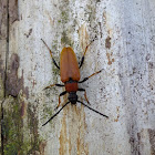 Red-brown longhorn beetle