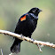 Red-winged blackbird