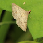 Erebid Moth