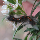 Hairy Black caterpillar