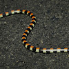 Centipede-ater Snake