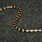 Centipede-ater Snake