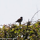 Reed Bunting