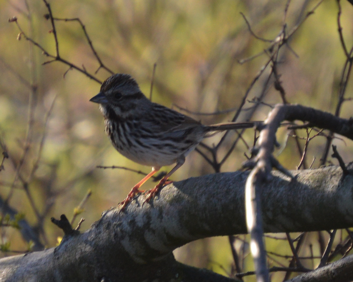 Song sparrow